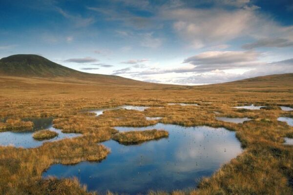 The Peatlands & Nature & Whisky