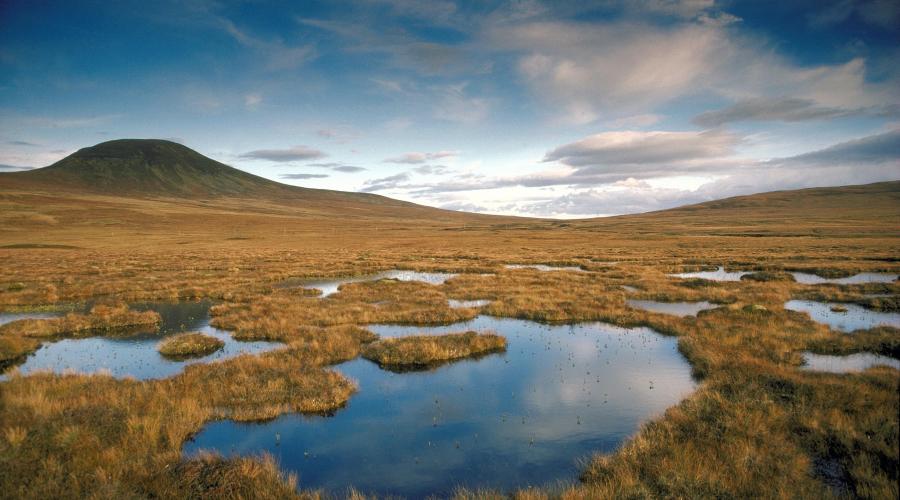 The Peatlands & Nature & Whisky